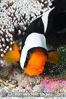 Panda Clownfish with eggs Photo - Gary Bell
