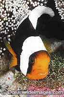 Panda Clownfish with eggs Photo - Gary Bell