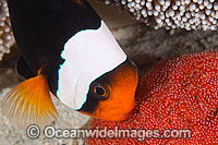 Panda Clownfish with eggs Photo - Gary Bell
