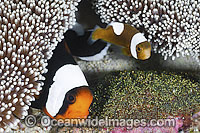 Panda Clownfish with eggs Photo - Gary Bell