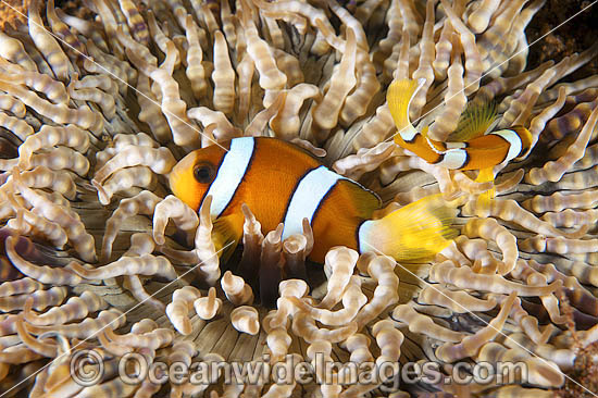 Clark's Anemonefish photo