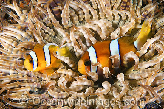Clark's Anemonefish Amphiprion clarkii photo