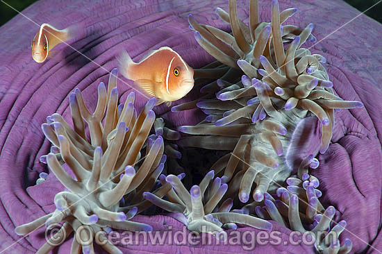 Pink Anemonefish photo