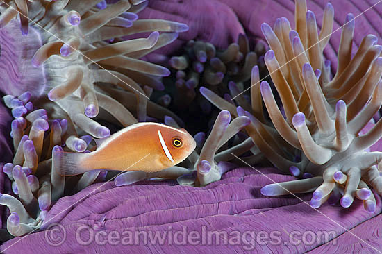 Pink Anemonefish Amphiprion perideraion photo