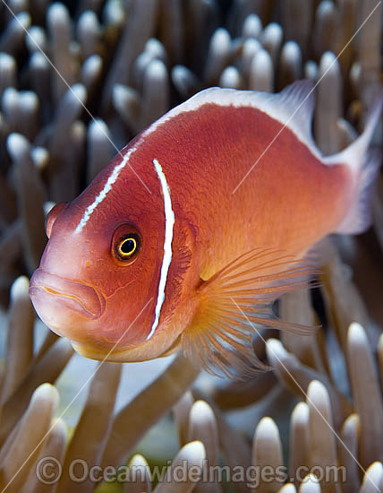Pink Anemonefish photo