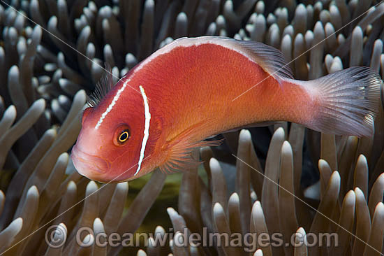 Pink Anemonefish photo