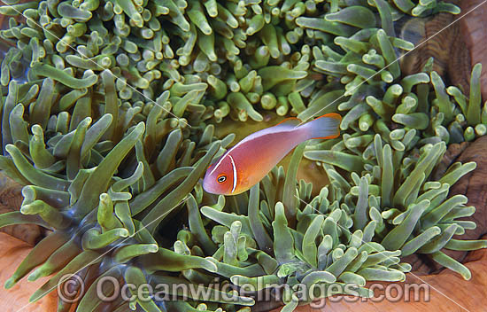 Pink Anemonefish in Anemone photo