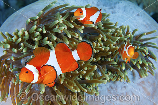 Western Clownfish Amphiprion ocellaris photo