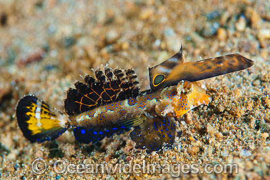 Orange-black Dragonet Dactylopus Kuiteri photo Orange-black Dragonet Dactylopus Kuiteri photo