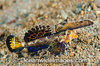 Orange-black Dragonet Dactylopus Kuiteri Photo - Gary Bell