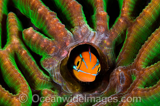 Blue-lined Sabretooth Blenny photo Blue-lined Sabretooth Blenny photo