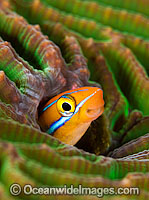 Blenny in hole Photo - Gary Bell