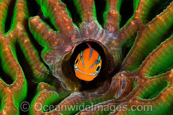 Blue-lined Sabretooth Blenny photo Blue-lined Sabretooth Blenny photo