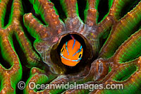 Blue-lined Sabretooth Blenny Photo - Gary Bell