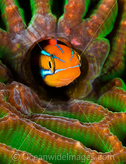 Sabretooth Blenny in hole photo Sabretooth Blenny in hole photo