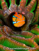 Sabretooth Blenny in hole Photo - Gary Bell