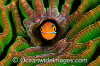 Blue-lined Sabretooth Blenny Photo - Gary Bell