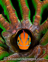 Blenny in hole Photo - Gary Bell