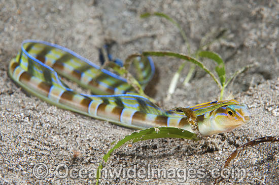 Snake Blenny photo Snake Blenny photo