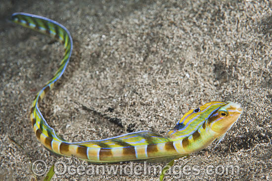 Snake Blenny swimming photo Snake Blenny swimming photo