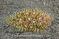 Carpet Sole Liachirus melanospilos Photo - Gary Bell