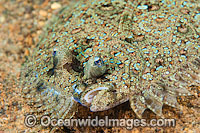Leopard Flounder Bothus pantherinus Photo - Gary Bell