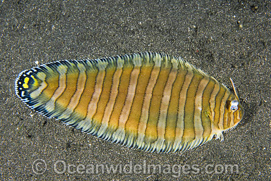 Unicorn Sole Aesopia cornuta photo Unicorn Sole Aesopia cornuta photo
