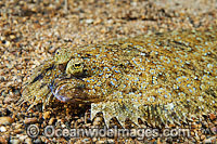 Leopard Flounder Bothus pantherinus Photo - Gary Bell