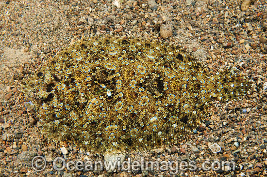 Leopard Flounder photo Leopard Flounder photo