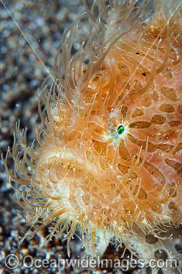 Striped Frogfish Antennarius striatus photo