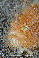 Striped Frogfish Antennarius striatus Photo - Gary Bell
