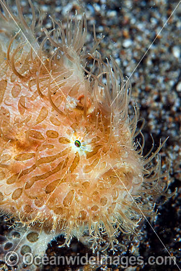 Striped Frogfish Antennarius striatus photo