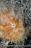 Striped Frogfish Antennarius striatus Photo - Gary Bell