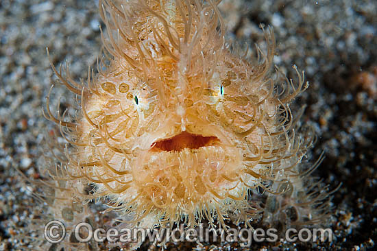 Striped Frogfish Antennarius striatus photo