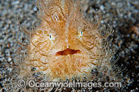Striped Frogfish Antennarius striatus Photo - Gary Bell