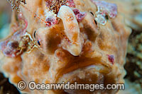 Giant Frogfish Antennarius commersoni Photo - Gary Bell