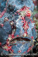 Giant Frogfish Antennarius commersoni Photo - Gary Bell