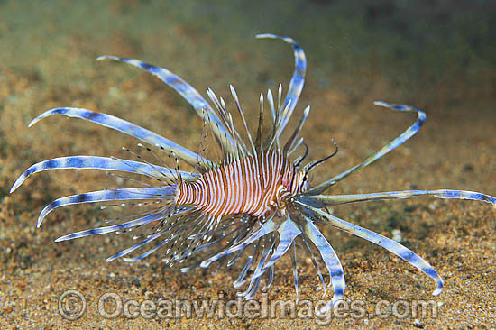 Clearfin Lionfish Pterois kodipungi photo Clearfin Lionfish Pterois kodipungi photo