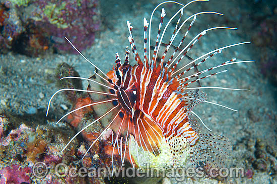 Clearfin Lionfish photo Clearfin Lionfish photo