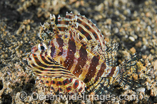 Clearfin Lionfish Pterois kodipungi photo Clearfin Lionfish Pterois kodipungi photo