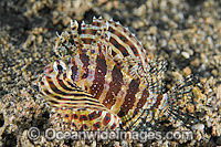 Clearfin Lionfish Pterois kodipungi Photo - Gary Bell
