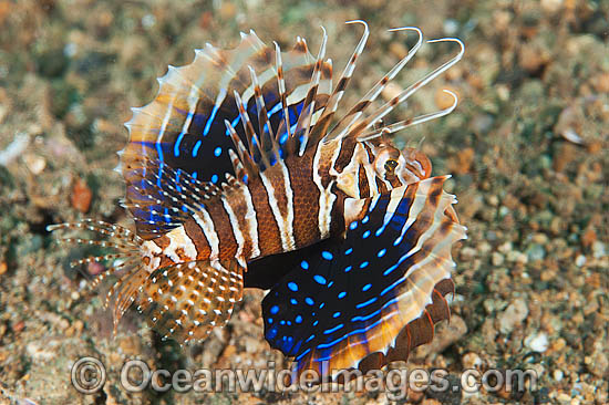 Gurnard Lionfish photo