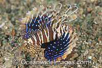 Gurnard Lionfish Photo - Gary Bell