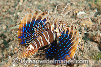 Gurnard Lionfish Photo - Gary Bell
