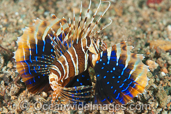Gurnard Lionfish Parapterois heterura photo