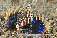 Gurnard Lionfish Parapterois heterura Photo - Gary Bell