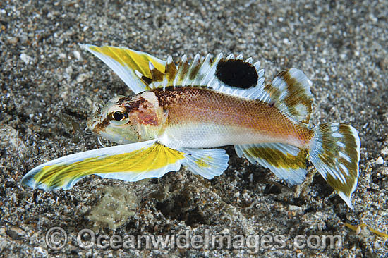 Longfin Waspfish Apistus carinatus photo Longfin Waspfish Apistus carinatus photo
