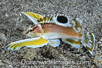 Longfin Waspfish Apistus carinatus Photo - Gary Bell