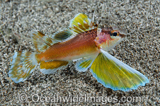 Longfin Waspfish photo Longfin Waspfish photo