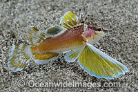 Longfin Waspfish Photo - Gary Bell